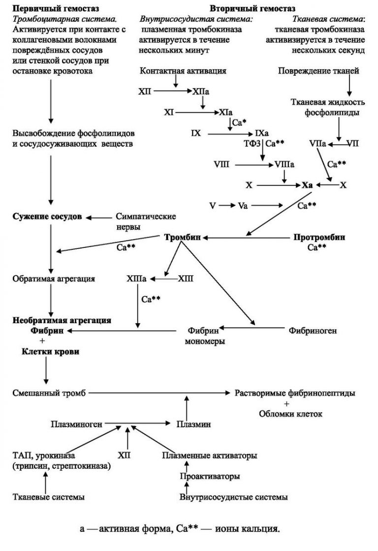 Схема коагуляционного гемостаза